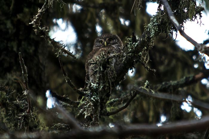 Glaucidium passerinum